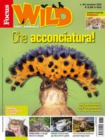Focus Wild 